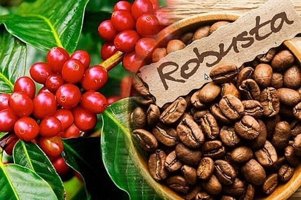 Giá cà phê robusta kỳ hạn tháng 5 đã tăng mạnh 3,11% phiên thứ 2 liên tiếp.