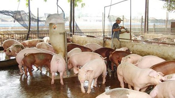 Giá heo hơi hôm nay tại miền Bắc cao nhất là 78.000 đồng/kg