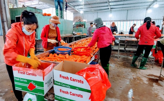 Các đơn vị thu mua cà rốt ở Hải Dương đang sơ chế trc khi đóng hộp để xuất khẩu sang thị trường Hàn Quốc. Ảnh: N.H