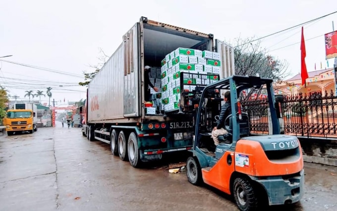 Hành lang pháp lý thông thoáng từ phía Hàn Quốc đã giúp nông sản Hải Dương thuận lợi khi xuất khẩu. Ảnh: N.H