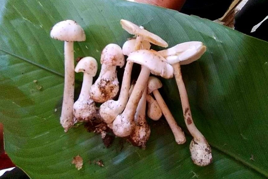 Hình ảnh cây nấm độc mà gia đình anh Tẩn Văn Líu ăn phải. Ảnh: laodong.vn