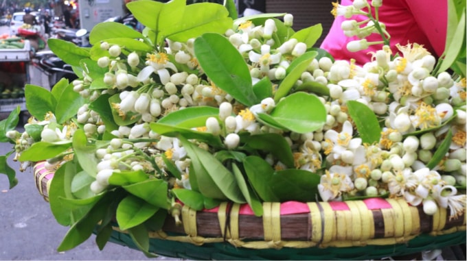 Hoa Bưởi có màu trắng tinh khôi, có hương thơm tự nhiên làm cho nhiều người rất yêu thích. (Ảnh: An Khang)