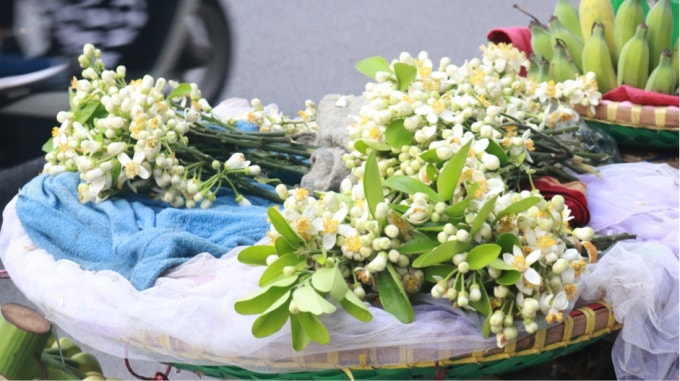 Công đoạn bảo quản hoa bưởi rất quan trọng đối với tiểu thương, do hoa bưởi chỉ để được hai đến ba ngày sau khi cắt khỏi cây. Ảnh: An Khang