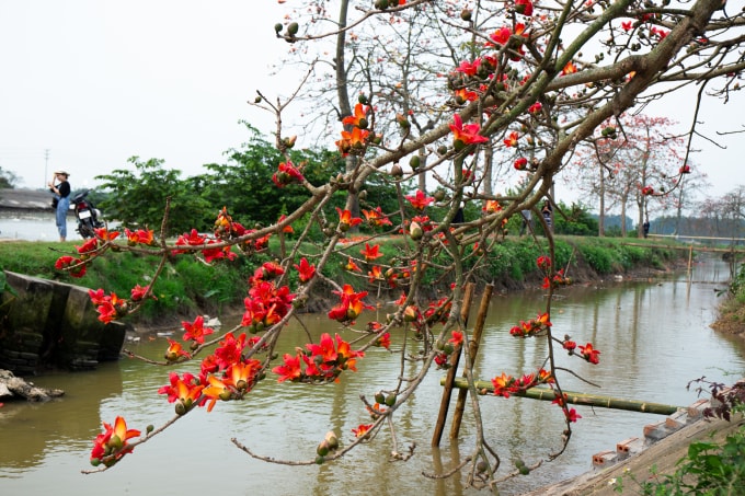 Ở nhiều nơi khác, có những rặng hoa gạo cũng rất đẹp nhưng thường cành ở rất cao, khó chụp gần người. Nhưng ở đây, có nhiều cây hoa gạo, cành sà thấp xuống mặt đất, rất tiện cho du khách đến chụp ảnh cận cảnh với hoa.