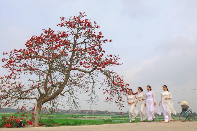Hình ảnh những cô gái tạo dáng trước cây gạo luôn mang lại một vẻ yên bình, thướt tha.