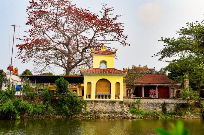 Cây hoa gạo có tuổi đời hơn 60 năm ở trước sân đền Cá Lập, thành phố Sầm Sơn. Ảnh: HĐ