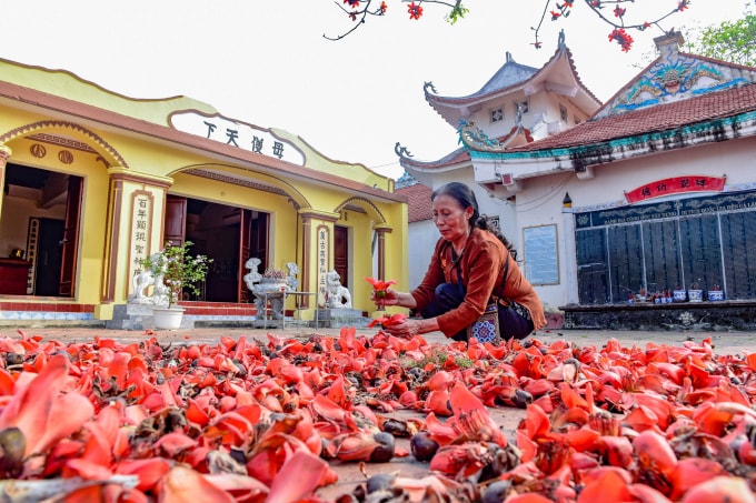 Nhiều năm qua, người dân vùng biển Sầm Sơn đã rất đỗi quen thuộc với hình ảnh cây hoa gạo ở sân ngôi đền cổ Cá Lập. Ảnh: HĐ