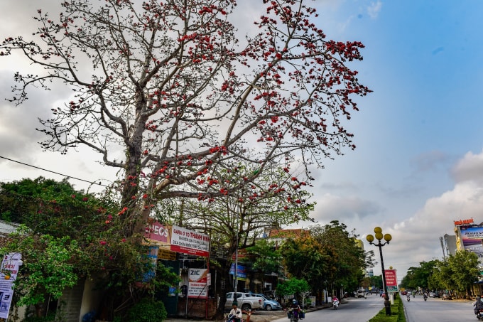 Những cây gạo đỏ rực bên ven đường. Ảnh: HĐ