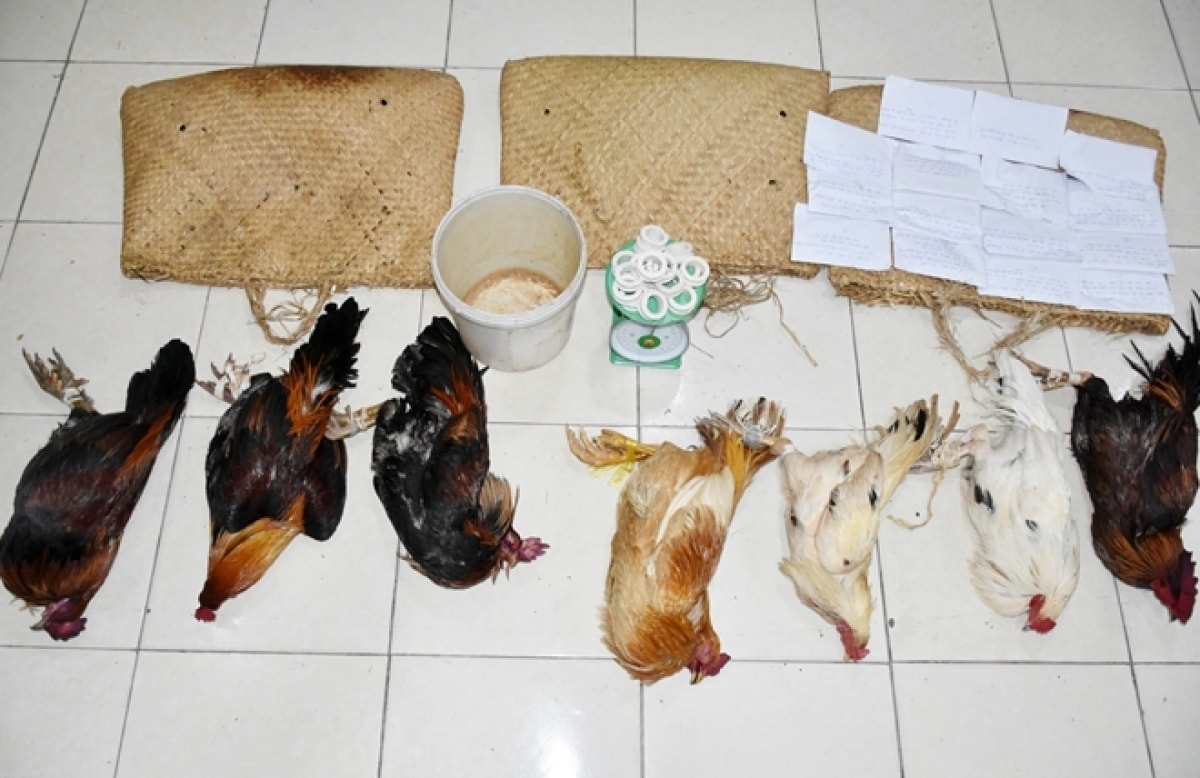 Lực lượng Công an thu giữ 7 con gà đá, 12 điện thoại di động; hơn 73 triệu đồng cùng một số tang vật khác.