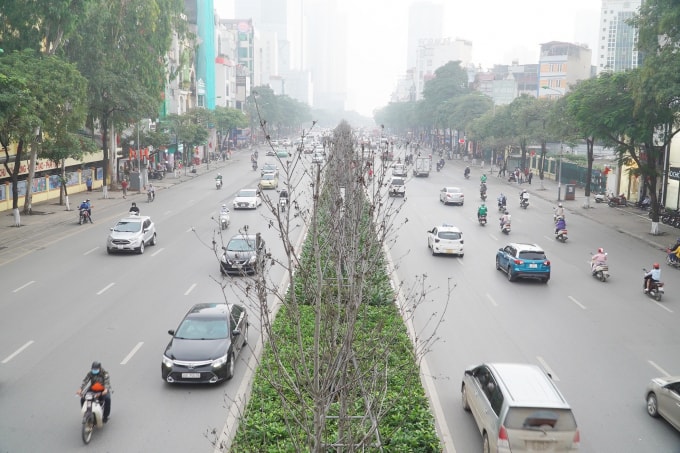 Hàng cây phong lá đỏ khô như