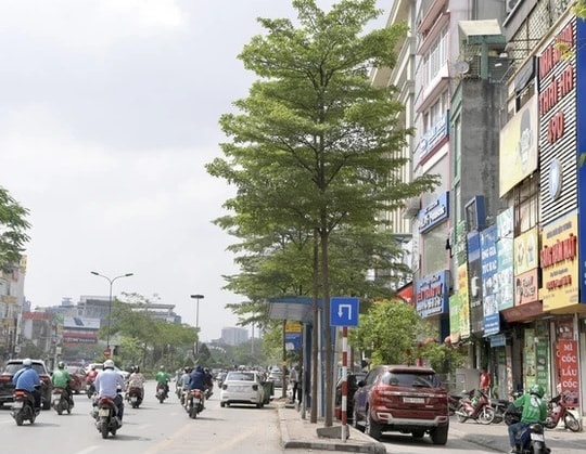 Cây bàng lá nhỏ có xuất xứ từ Đài Loan đã được Hà Nội trồng trên nhiều tuyến phố và cũng được phê duyệt trồng thay thế cây phong lá đỏ.