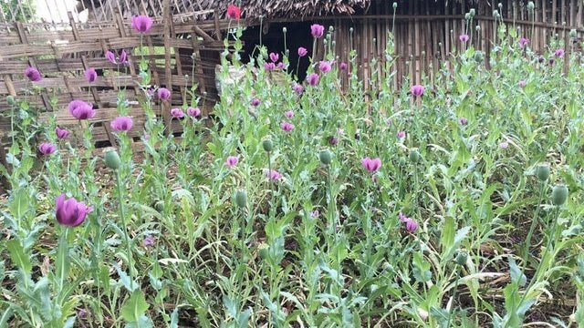 Vườn cây thuốc phiện (ảnh minh họa)