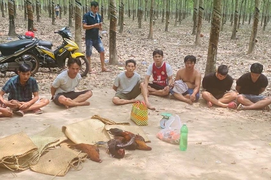 Công an huyện Dầu Tiếng, tỉnh Bình Dương triệt phá sới bạc bằng hình thức đá gà trong lô cao su. Ảnh: laodong.vn
