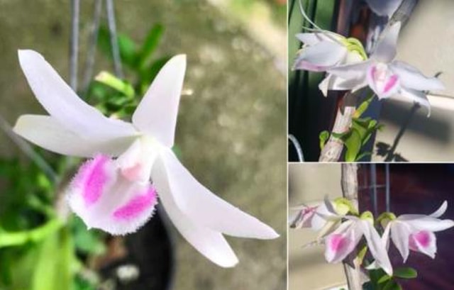 Quả bom nổ chậm mang tên Lan