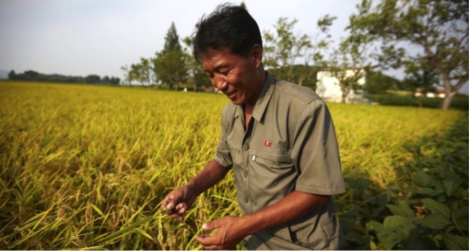 Một nông dân Triều Tiên tại một trang trại hợp tác vào năm 2015. ( Nguồn: NK News Photo).