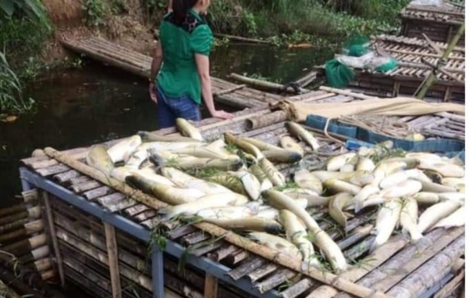 Cá lồng người dân chết bất thường. Ảnh: TL