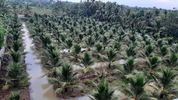 Vườn cây bị ngập nước.
