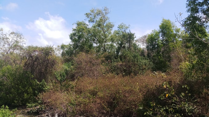 Nhiều diện tích rừng cảnh báo nguy cơ cháy cấp cực kỳ nguy hiểm. (Ảnh minh họa)