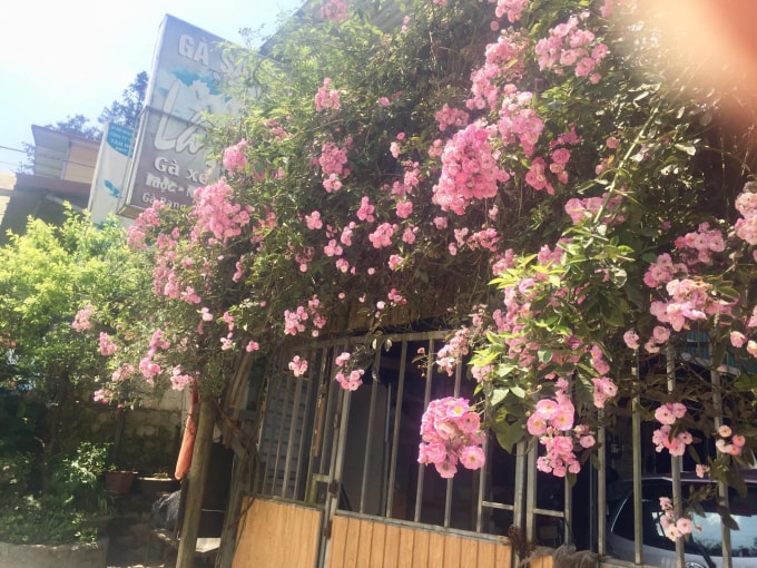 Hoa tầm xuân ở vùng núi Sa Pa ( Lào Cai) thường được trồng ở hàng rào, trụ cổng vừa để bảo vệ khuôn viên nhà, vừa có một không gian thiên nhiên rực rỡ khi mùa hoa đến.