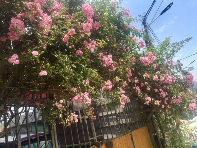 Tầm xuân là loài hoa rất dễ trồng, chỉ cần cắt hom giống từ thân cây bánh tẻ cắm xuống đất thường xuyên tưới nước sau 2-3 năm sẽ vươn cành cao và nở nhiều hoa.
