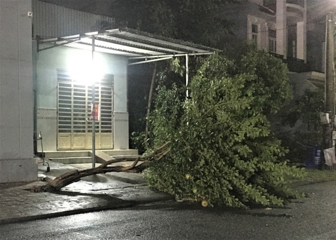 Một cây xanh trên đường phố ở phường Long Bình Tân (TP. Biên Hoà) bị bật gốc.