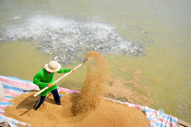 Giá nguyên liệu tăng, sức cạnh tranh của thuỷ sản giảm đang là thực tế của ngành này. Ảnh TL