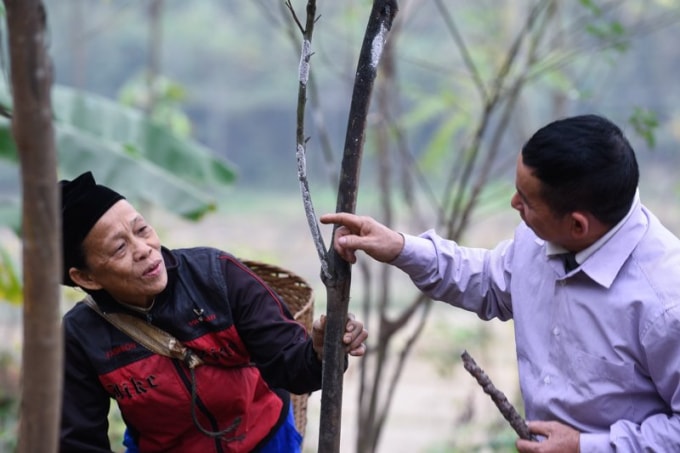 Nhiều quả đồi, khu vườn người dân ở Mường Lát đã chuyển sang nuôi cánh kiến đỏ. Ảnh: HĐ