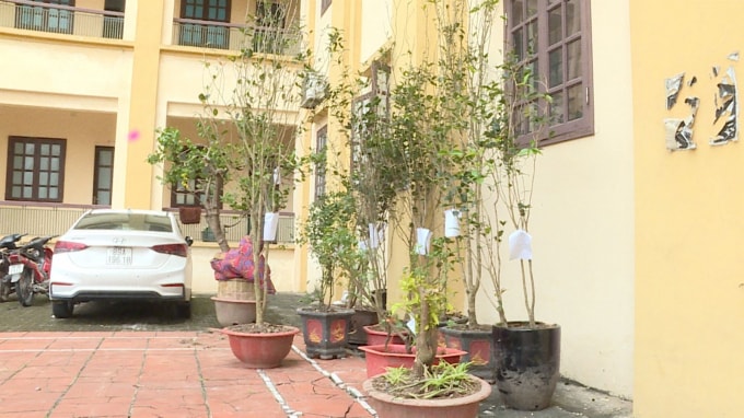Các cây mộc bị trộm