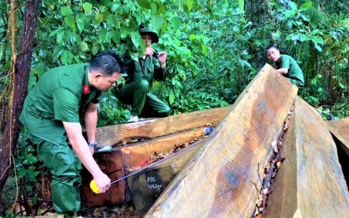 Hiện trường vụ khai thác lâm sản trái phép tại tiểu khu 1174, thuộc rừng nguyên sinh do UBND xã Hòa Lễ, huyện Krông Bông quản lý được Công an huyện phát hiện vào ngày 12-6-2020 (ảnh st)