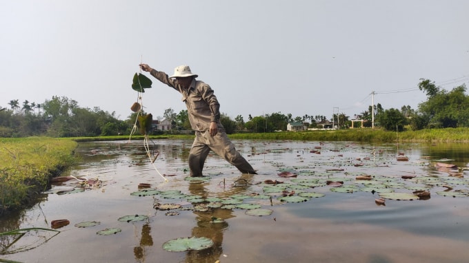 Hiện các diện tích trồng sen trên địa bàn tỉnh Thừa Thiên Huế còn mang tính tự phát, nhỏ lẻ chưa có quy hoạch vùng trồng sen cụ thể.