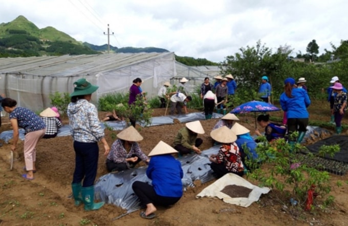 Trung tâm Khuyến nông tỉnh Lào Cai phối hợp với Trung tâm Dịch vụ nông nghiệp huyện Bắc Hà tổ chức đào tạo nghề trồng cây dược liệu theo hướng GACP (ảnh st)