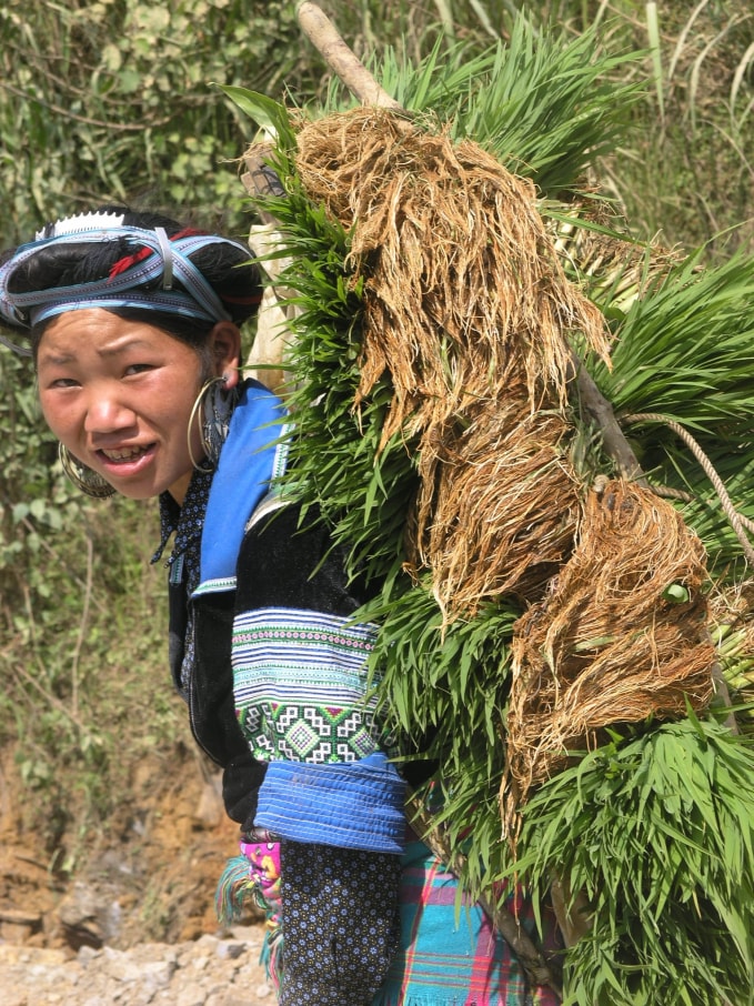 Nét đẹp cô gái dân tộc Mông (Sa Pa) gùi mạ ra ruộng cấy.