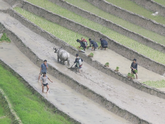 Nhộn nhịp mùa cấy cày trên những cánh đồng ruộng bậc thang Tây Bắc.