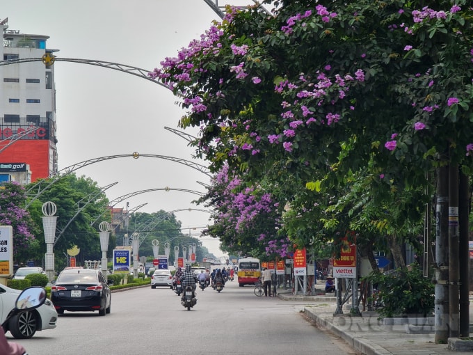 Cây bằng lăng thường được trồng để che nắng bởi tán của nó rất rộng, thân cây rất thẳng. Hoa thường nở vào mùa hè, khi học sinh bước vào kỳ nghỉ hè nên còn mang ý nghĩa của sự ngây thơ, trong sáng đầy lãng mạn của học trò. Cây bằng lăng được chọn vì theo UBND tỉnh Thanh Hoá cho biết, cây xanh trồng trên đường phố phải đáp ứng các tiêu chuẩn: Cây phải có thân thẳng tự nhiên, gỗ tốt, không già, không sâu bệnh, không dễ gãy bất thường gây tai nạn; có tán, cành lá cân đối, gọn gàng; bộ rễ cọc ăn sâu trong đất, vững chắc và không nổi trên mặt đất gây hư hại vỉa hè và công trình liền kề; cây không thuộc danh mục cây cấm trồng.