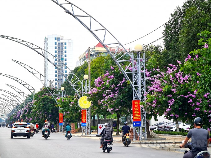 Hoa bằng lăng nở rộ 2 bên đường Đại lộ Lê Lợi, TP Thanh Hoá. Cây bằng lăng là loài thực vật có nguồn gốc từ Ấn Độ, Đông Nam Á và một số đất nước khác có khí hậu nhiệt đới. Đây là một loài cây thân gỗ, có chiều cao trung bình từ 5 đến 10m, bao gồm 3 loại chính: bằng lăng nước, bằng lăng tía, bằng lăng vàng và bằng lăng lông. Được biết, toàn bộ hệ thống cây xanh đô thị trên địa bàn TP. Thanh Hoá thuộc quản lý của Công ty Môi trường và Công trình đô thị Thanh Hoá.