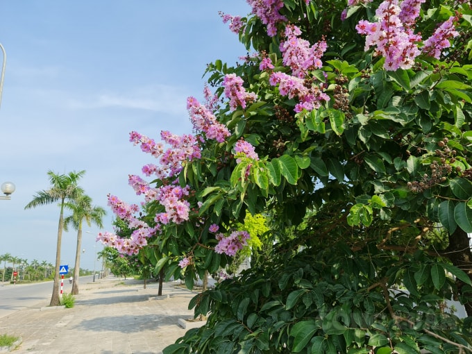 Ngoài màu hoa phổ biến là màu tím nhẹ nhàng, thủy chung, hoa bằng lăng còn có màu hồng, tím trắng hay tím sẫm rất đẹp mắt, hoa thường mọc thành từng chùm ở đầu cành, cành hoa có chiều dài từ 20-30 cm. Hoa màu tím, cánh mỏng nở xòe thành chùm rất đẹp; rễ cọc đâm sâu hút chất dinh dưỡng.