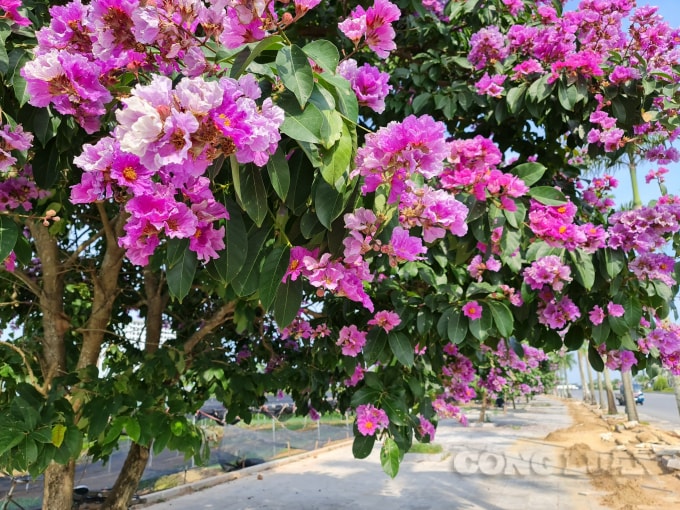 Không chỉ thế, cây còn hấp thụ khói bụi, khí độc hại đem lại bầu không khí trong lành cho môi trường. Trong đông y, lá cây bằng lăng có thể đun nước uống như uống trà giúp chữa bệnh tiểu đường và đau bao tử.