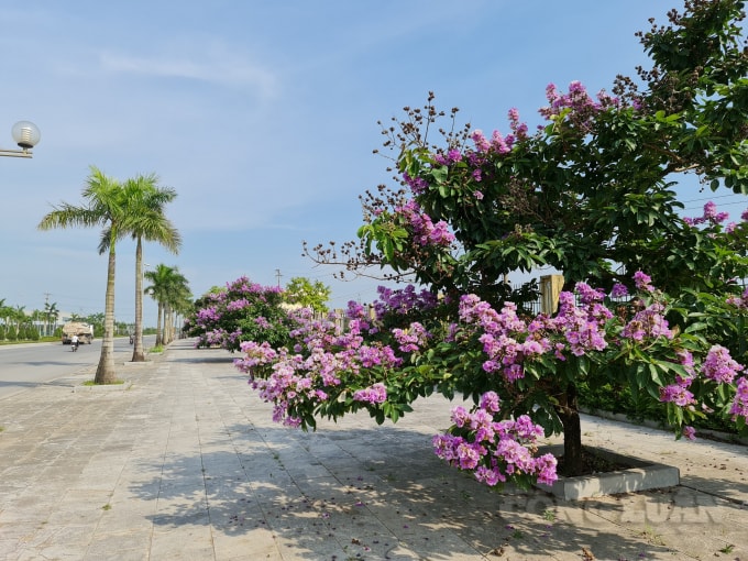 Tại Đại lộ Võ Nguyên Giáp, TP Thanh Hoá ai đi qua cũng phải nhìn ngắm đôi lần hàng bằng lăng tím đang toả bóng. Và sau khi hoa tàn, quả sẽ xuất hiện. Quả có hình cầu, khi còn non quả có màu xanh tím rồi dần dần chuyển thành màu nâu gỗ khi già. Quả của cây bằng lăng khá cứng, bên trong có chứa hạt.