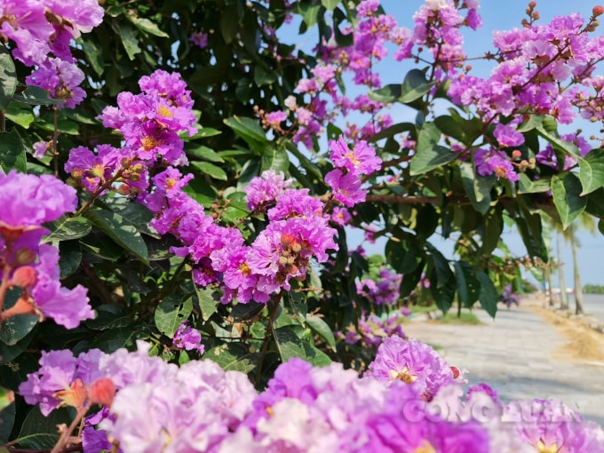 Mỗi bông hoa khi nở xòe rộng và được tạo thành từ 6 cánh hoa mỏng, nhẹ như xác pháo. Hoa thường nở rộ vào mùa hè. Hoa bằng lăng còn có tên khoa học là Lagerstroemia speciosa và có tốc độ sinh trưởng nhanh, phù hợp với môi trường ẩm, có ánh nắng.