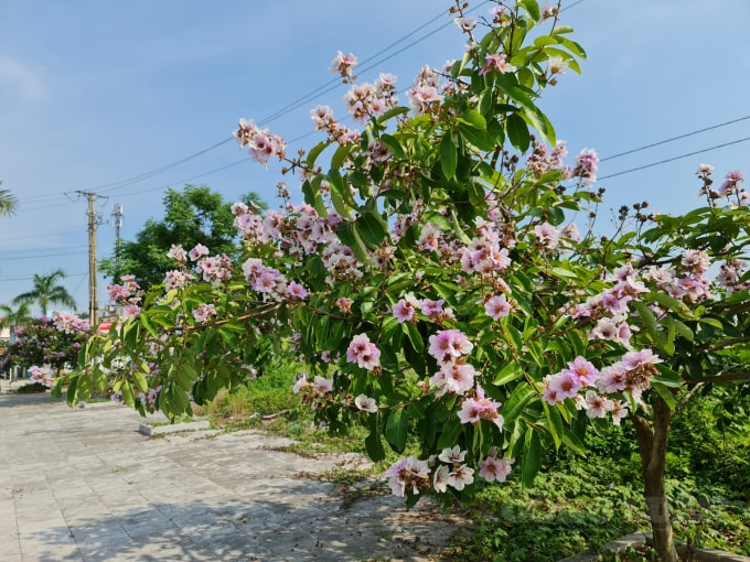 Với vẻ bề ngoài riêng biệt của mình, cùng nguồn xuất xứ khác biệt loài hoa này có ý nghĩa riêng. Nhiều người yêu thích bằng lăng nên hiện nay cây hoa này được trồng khá phổ biến.
