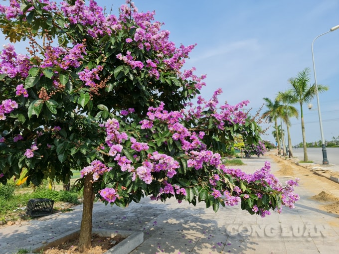 Cây hoa bằng lăng có tán cây rộng, dày, lá đan xen vào nhau có màu xanh, dài từ 8-15cm, rộng từ 3-7cm, có hình oval hoặc elip. Chính vì thế nó được trồng là cây bóng mát tại những công trình trọng điểm, chung cư, công viên, đường phố… Đồng thời với màu sắc hoa đẹp, ấn tượng cây còn được trồng làm cây trang trí.