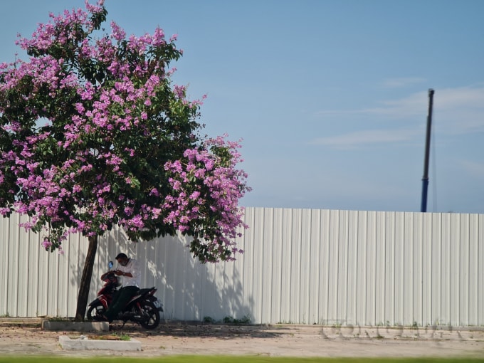 Loài hoa này được truyền miệng rằng hoa là sự hóa thân của nàng tiên út con của vua trời. Do nàng phạm quy khiến vua cha nổi giận và bị hóa phép thành hoa bằng lăng. Trên thực tế, hoa được trồng bắt nguồn từ Ấn Độ và du nhập vào Việt Nam ngày càng nhiều.