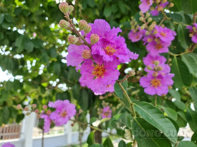 Vì hoa nở vào mùa hè lúc kết thúc năm học nên khi nhắc đến hoa này nhiều người còn liên tưởng đến mùa chia tay học trò. Màu tím của hoa càng gợi nên nét buồn man mác.