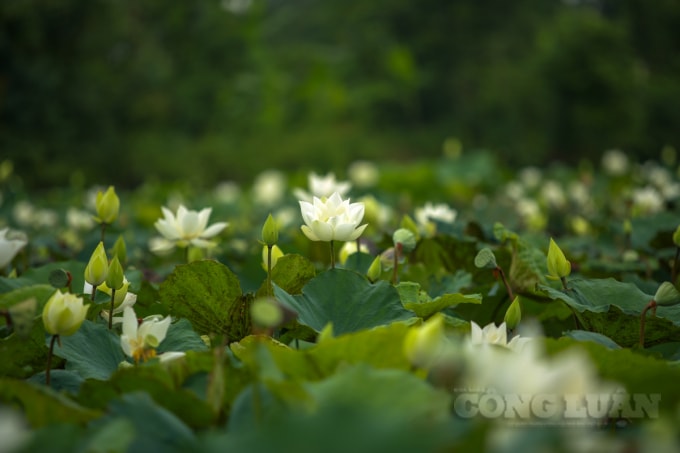 Theo người chủ đầm sen chia sẻ: