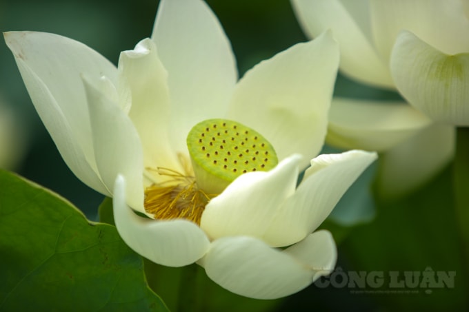 Sen có vẻ đẹp riêng trong các loài hoa, nhưng với sen trắng, mỗi bông đều có một sắc thái khác nhau.