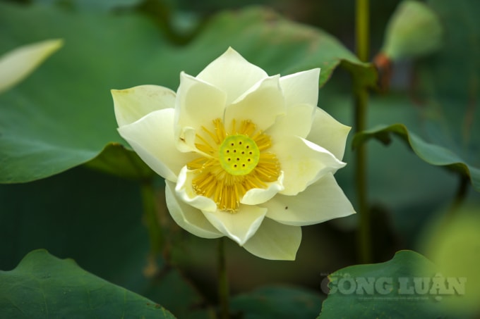 Giống sen này cánh đơn, nhuỵ vàng, khi nở màu trắng tinh khôi nổi bật giữa những tán lá xanh. Vào buổi sáng sớm, ngắm những đoá Bạch Liên soi mình dưới nắng ban mai, làm cho ta cảm giác thanh tịnh an yên.