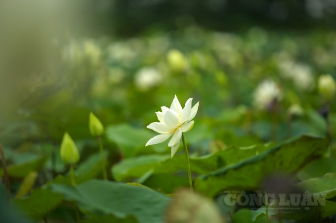 Màu trắng tinh khiết thanh cao, cánh mỏng manh nhưng lại vô cùng kiêu hãnh luôn mang lại cảm xúc rất đặc biệt cho người ngắm.
