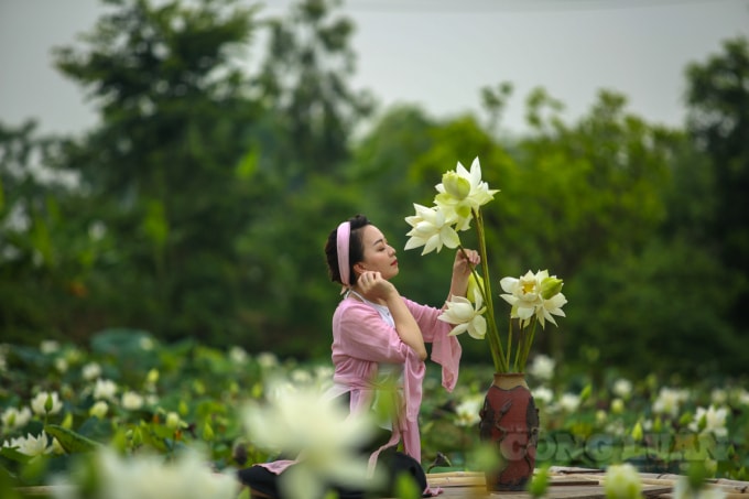 Được biết, sen trắng bắt đầu lác đác nở từ cuối tháng 4 và rộ lên từ trung tuần đến cuối tháng 5, hàng năm.