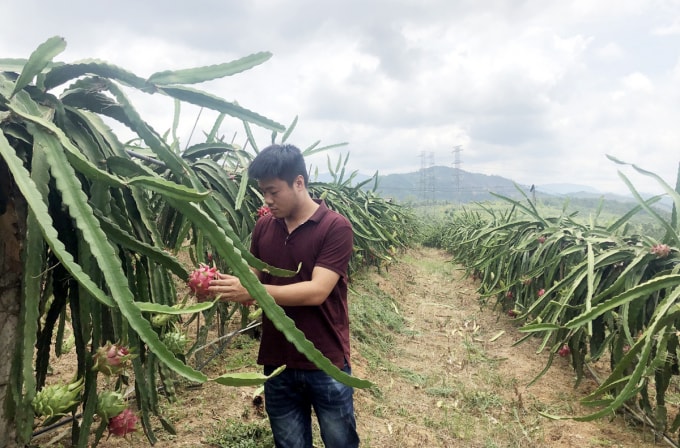 Thanh Long ruột đỏ đang được các hộ dân phát triển cho thu nhập cao tại xã Thượng Yên Công, thành phố Uông Bí. Ảnh: Báo Quảng Ninh.