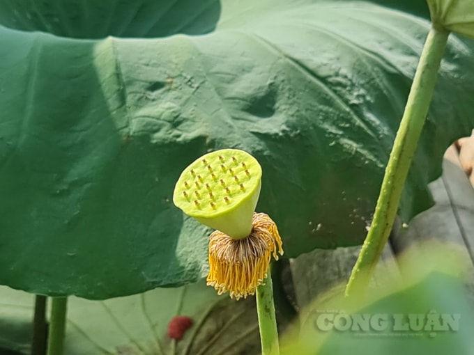 Hiếm có loài hoa nào lại dùng được tất cả thân, củ, hoa, lá như hoa sen